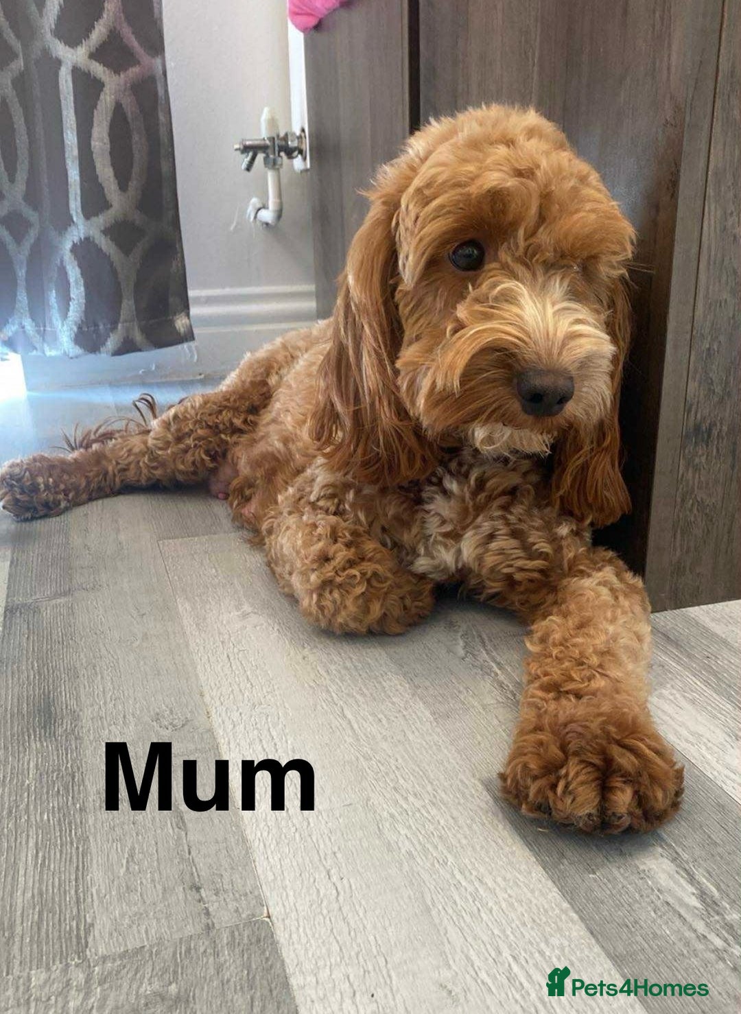 Cockapoo dogs for sale: F2 Cockapoo - Image 7