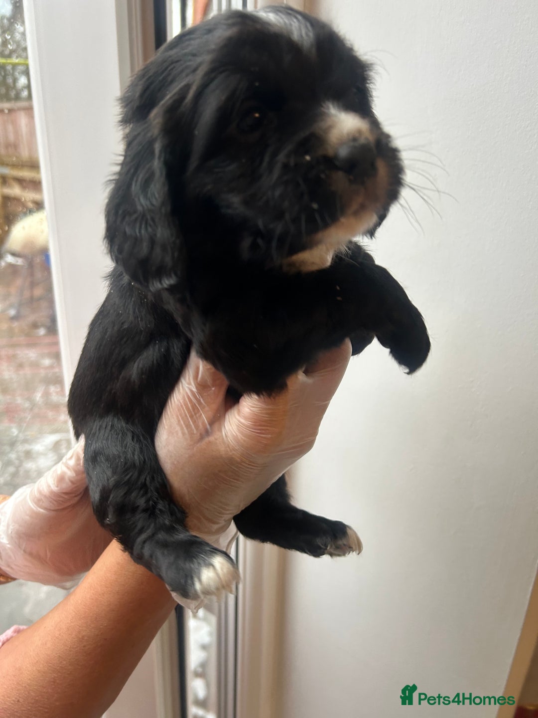 Cocker Spaniel dogs for sale: K C registered Cocker spaniel puppies  - Advert 24