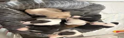 Whippet dogs for sale: Gorgeous whippet puppies  - Advert 10