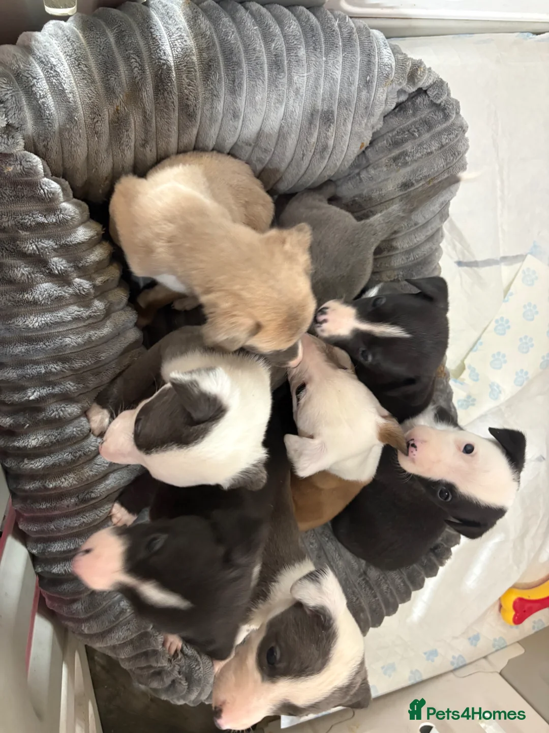 Whippet dogs for sale: Gorgeous whippet puppies  - Advert 10