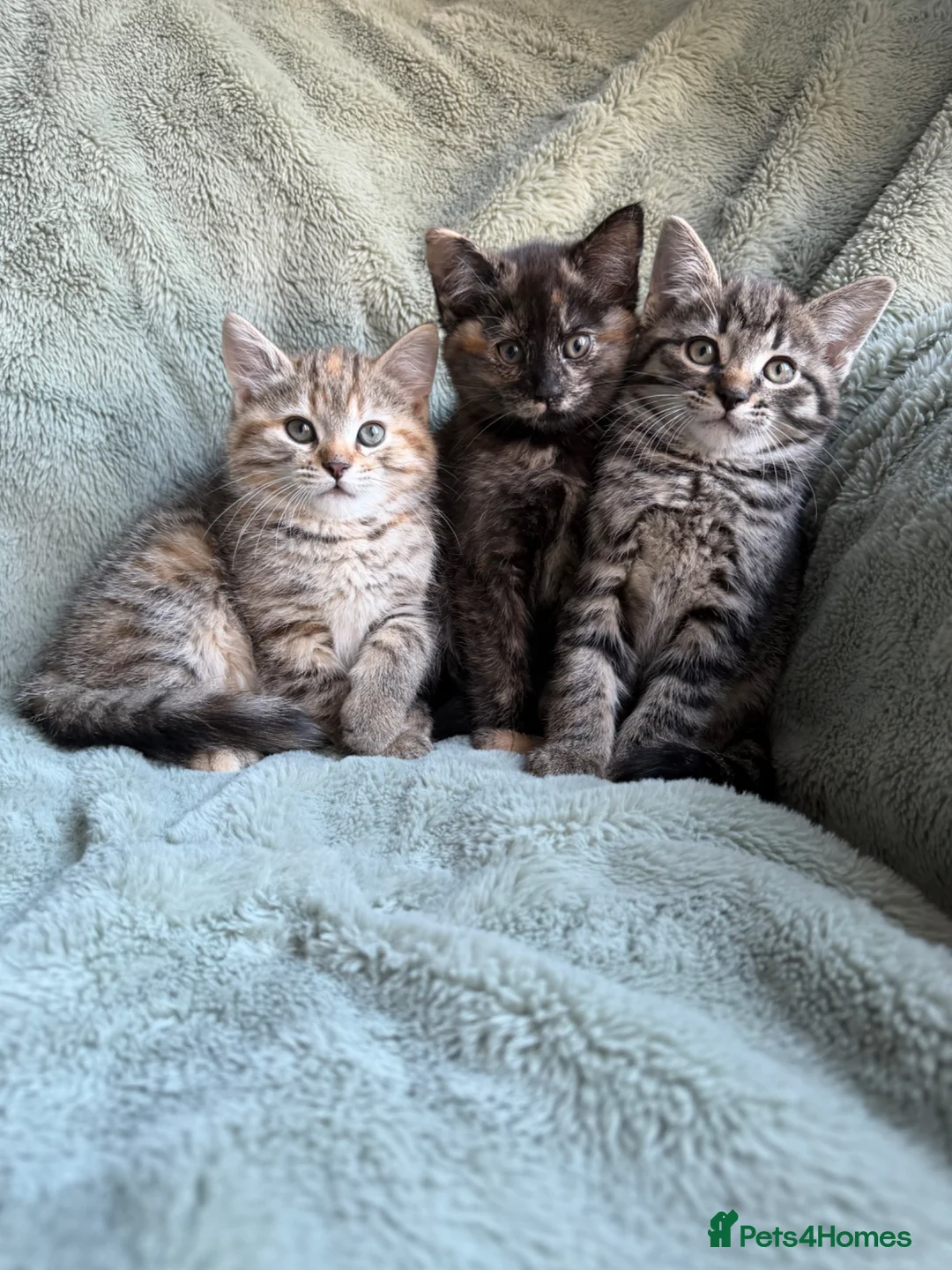 Mixed Breed cats for sale: kittens 8 weeks Ready to leave - Advert 2