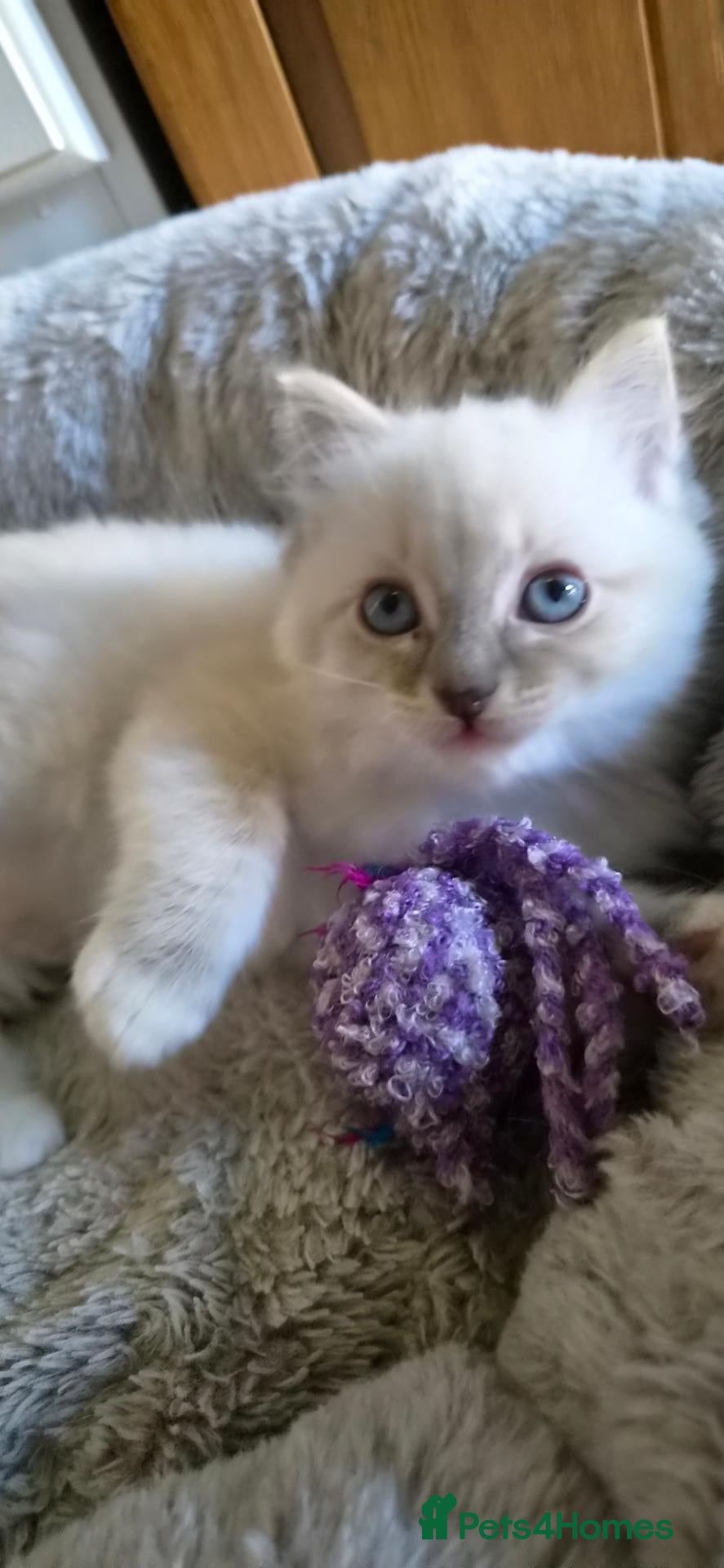 Ragdoll cats Ragdoll kitten - Advert 3