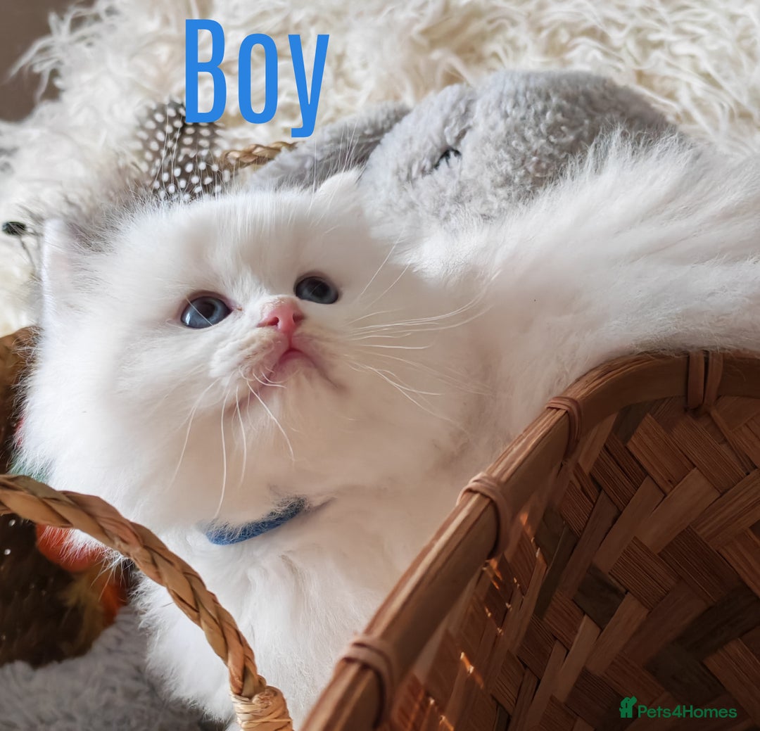 Ragdoll cats for sale: GCCF REGISTER KITTENS  - Advert 19