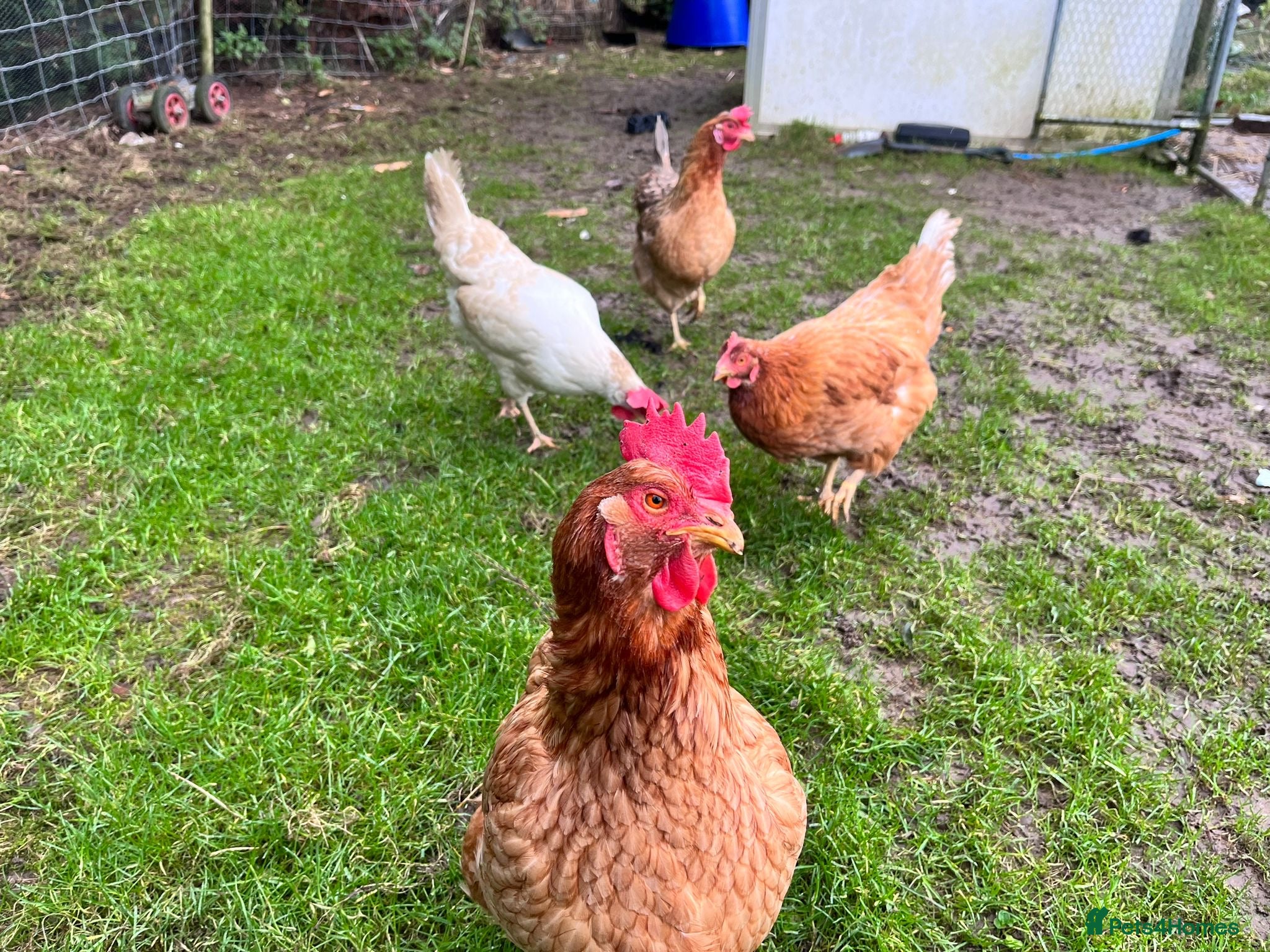 Chickens poultry 7 x layers all rescued  - Advert 8