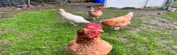 Chickens poultry for sale: 7 x layers all rescued  - Advert 1