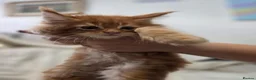 Maine Coon cats for sale: 🐾 Beautiful Maine Coon Kittens 🐾 - Advert 7