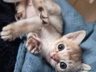 Singapura cats ⚜️TICA registered Singapura kittens - Advert 1