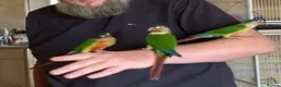 Conures birds for sale: Green Cheek Conure Baby’s Hand Raised Hand Tame - Advert 1