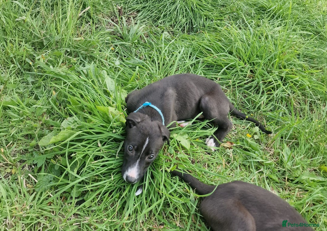 Lurcher dogs for sale: 3 beautiful lurcher girls ready now!!! - Image 4