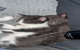 European cats for sale: Lovely kittens  - Image 9