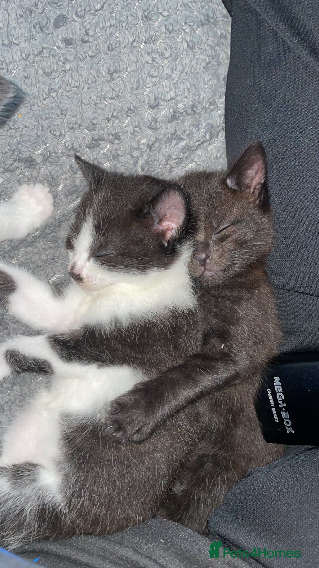 European cats for sale: Lovely kittens  - Image 9