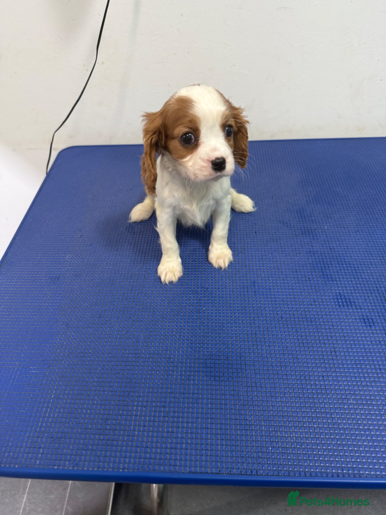 Cavalier King Charles Spaniel dogs Kc cavalier puppies dna clear  - Advert 2
