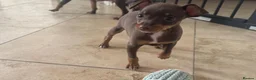 Miniature Pinscher dogs for sale: RARE super tiny mini pin puppies in London - Advert 3
