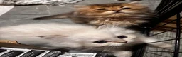 British Shorthair cats for stud: Golden tipped British shorthair  - Advert 7