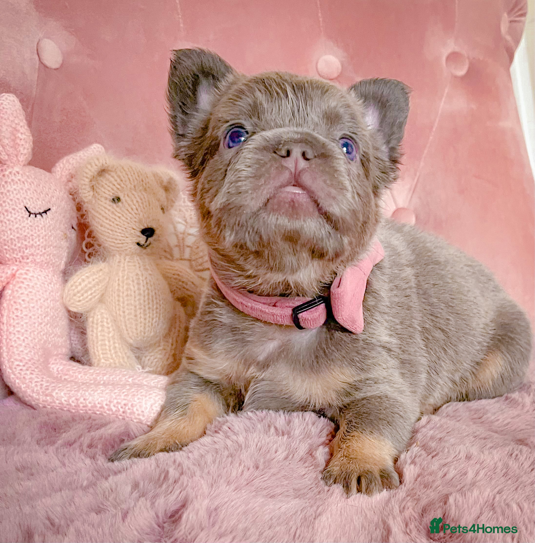 French Bulldog dogs 🌸READY TO GO GIRLS&BOYS🌸 - Advert 13