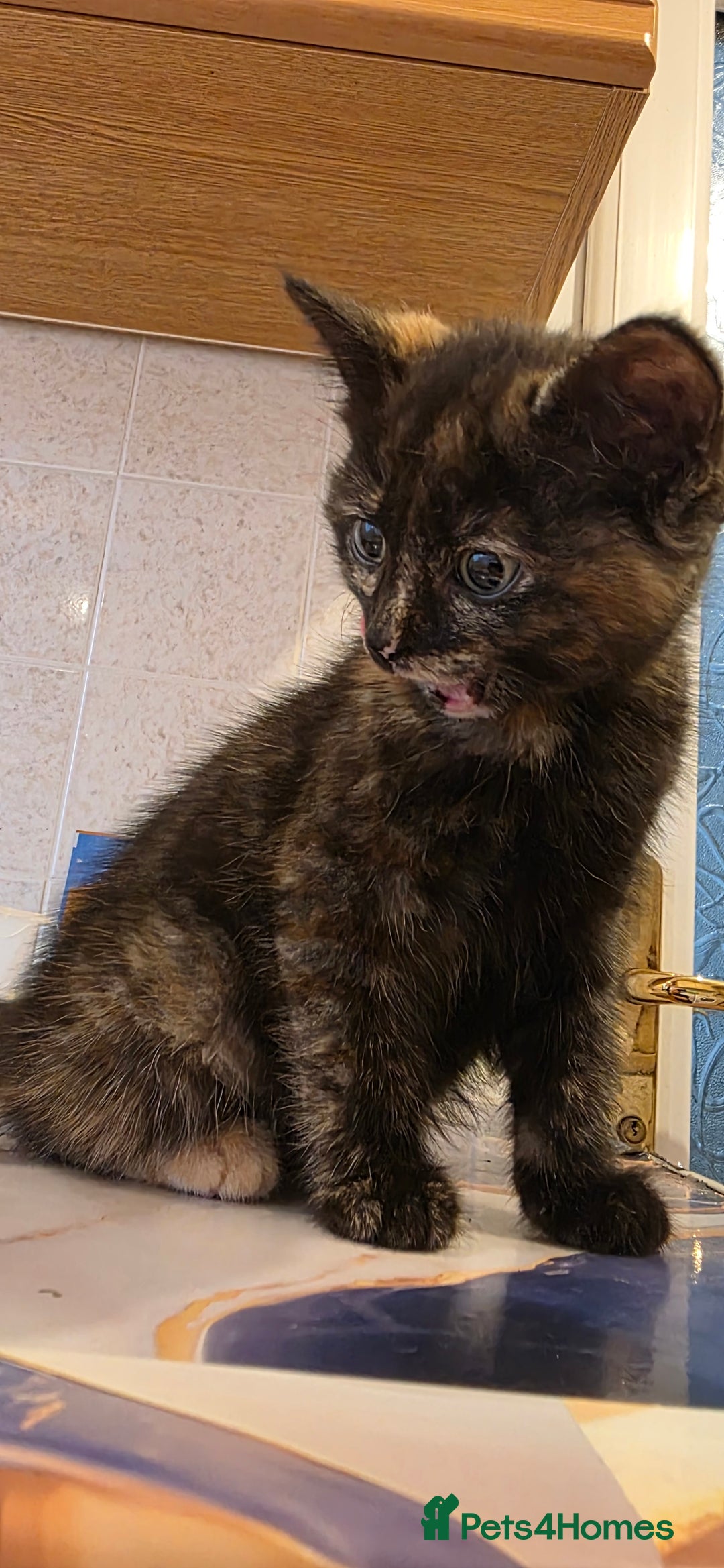 Mixed Breed cats for sale: Female kitten - Image 5