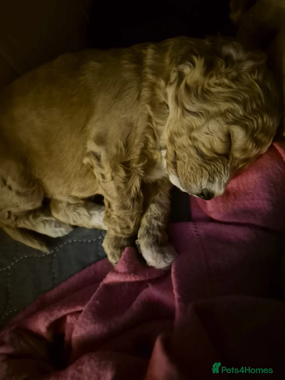 Mixed Breed dogs for sale: gorgeous cockacavapoochon for sale, !!LAST ONE!! - Advert 9