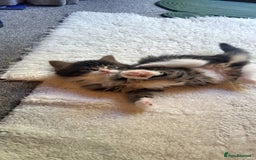 Mixed Breed cats for sale: Lovely kittens Looking for new Homes  - Image 14
