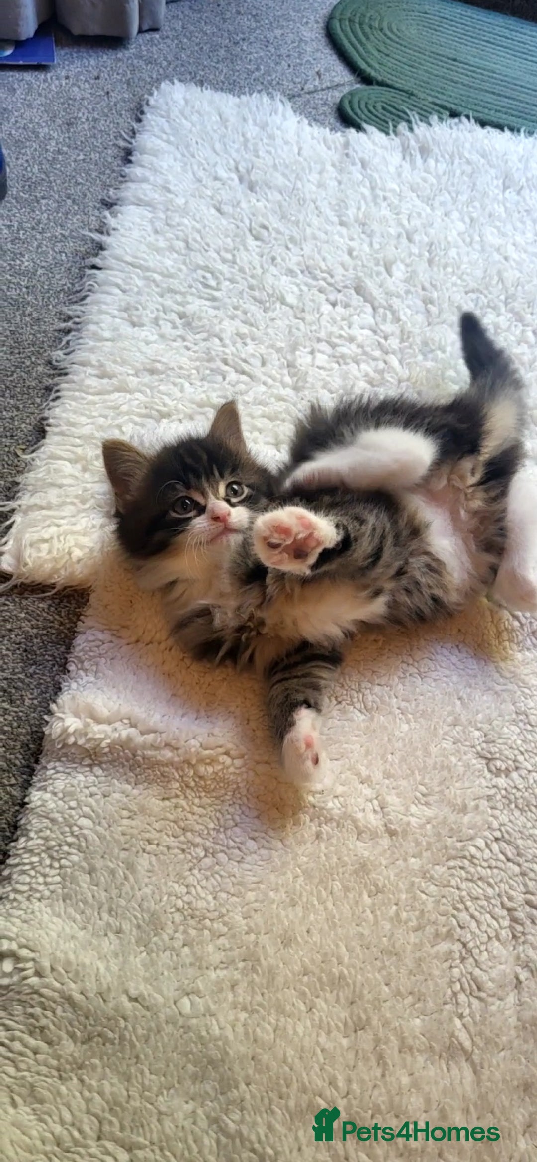 Mixed Breed cats for sale: Lovely kittens Looking for new Homes  - Image 14