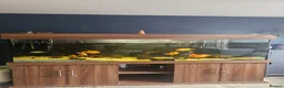 Cichlids fish for sale: 6ft tank and cichlids  - Advert 1