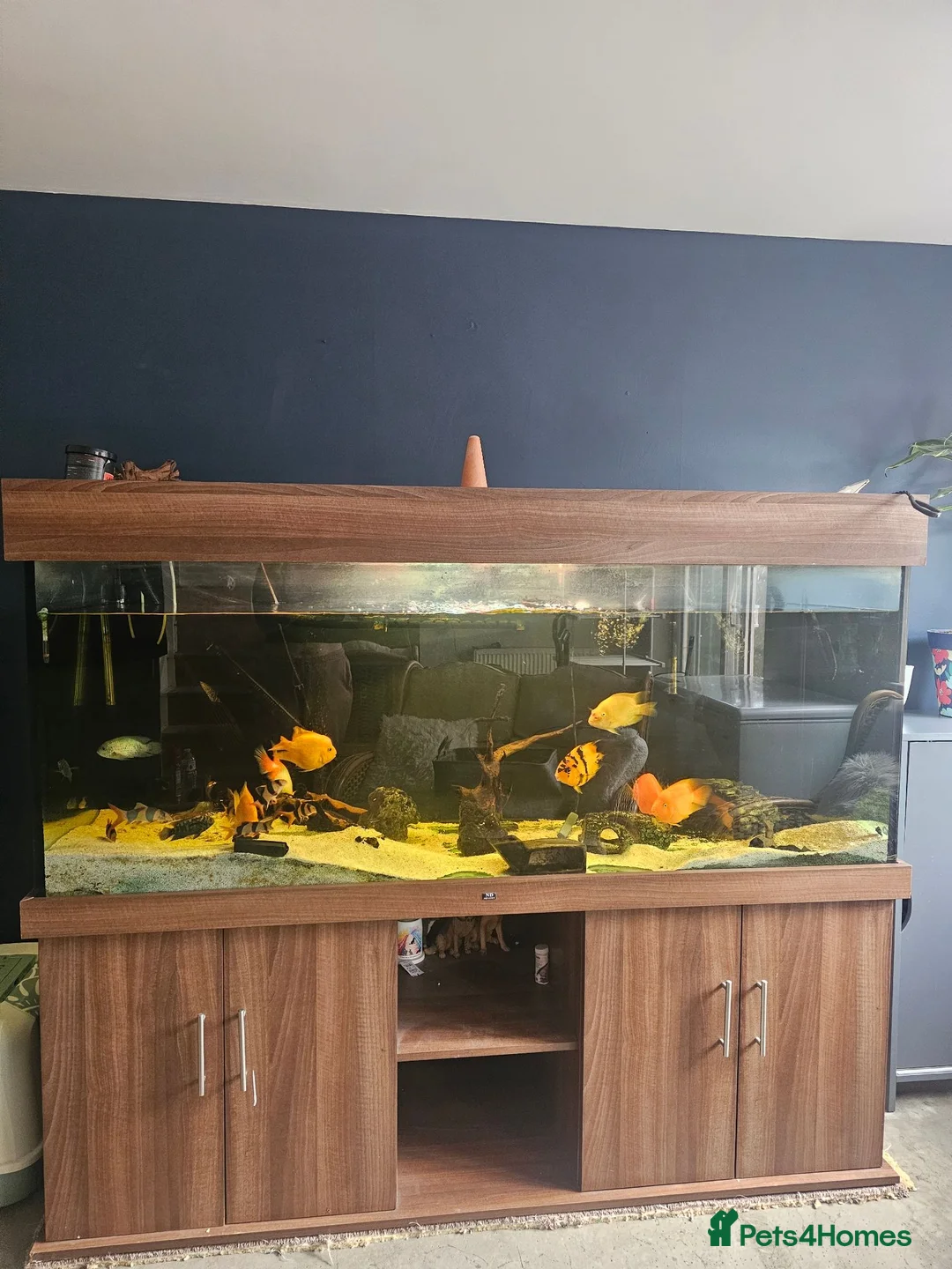 Cichlids fish for sale: 6ft tank and cichlids  - Advert 1