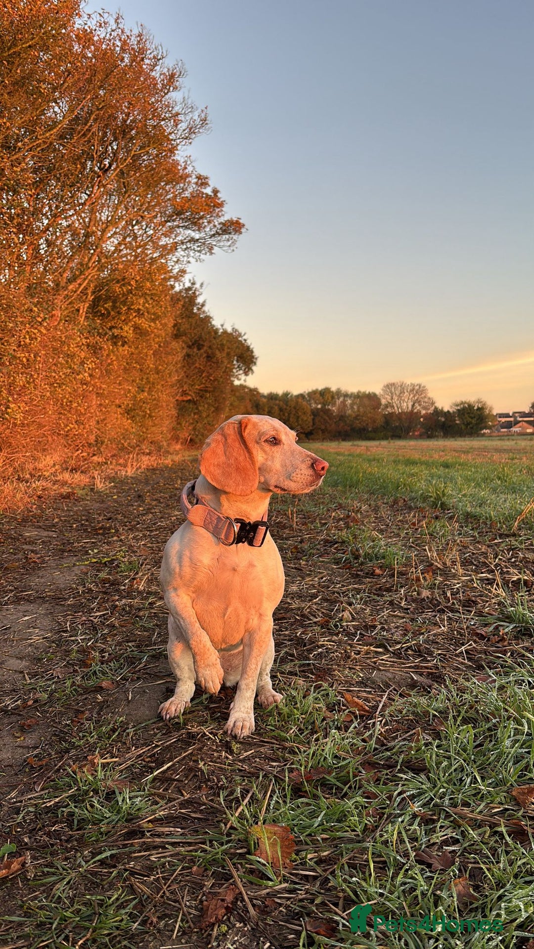 Beagle dogs for sale: Dog for sale - Image 4