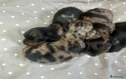 Miniature Dachshund dogs for sale: Long Haired Miniature Dachshund puppies - Image 3