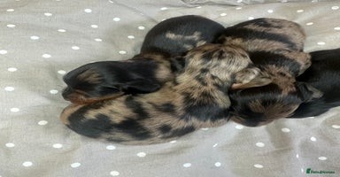Miniature Dachshund dogs - Advert 13