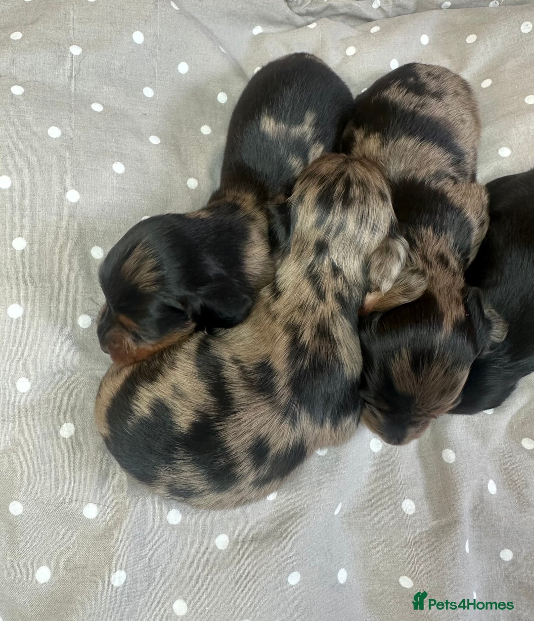 Miniature Dachshund dogs for sale: Long Haired Miniature Dachshund puppies - Image 3