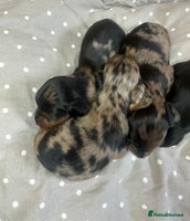 Miniature Dachshund dogs - Advert 6