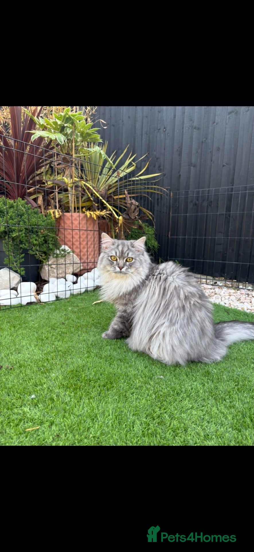 Ragdoll cats 1 Year Old Persian Ragdoll - Advert 1