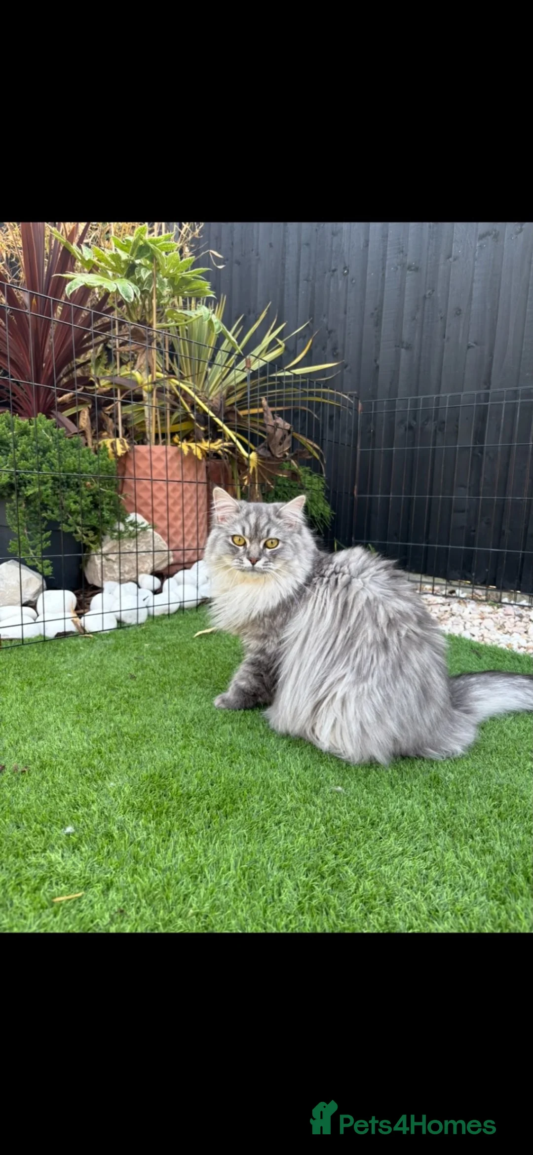 Ragdoll cats for sale: 1 Year Old Persian Ragdoll - Advert 1