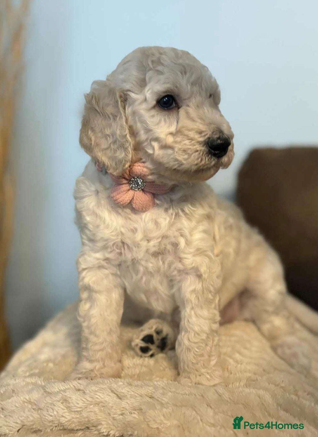 Standard Poodle dogs for sale: Standard poodle puppies!  2 girls 1 boy left  - Image 11