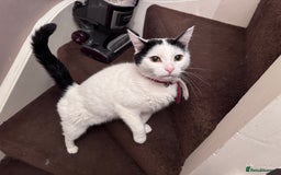 British Shorthair cats for sale: Gorgeous cat for rehoming.  - Image 1