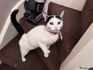 British Shorthair cats - Advert 4