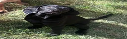 Labrador Retriever dogs for sale: Beautiful litter of Labrador puppies  - Advert 3
