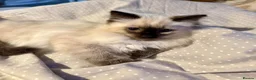 Ragdoll cats for sale: Beautiful Pure Ragdoll kittens vacs/mchipped  - Advert 1