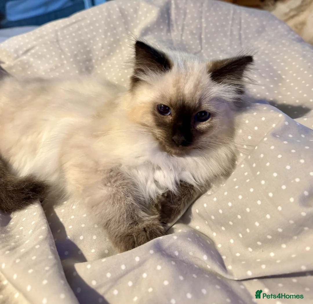 Ragdoll cats for sale: Beautiful Pure Ragdoll kittens vacs/mchipped  - Advert 1