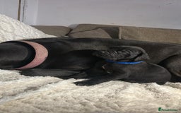 Great Dane dogs for sale: Great dane puppies for sale  - Image 3