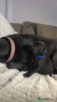 Great Dane dogs Great dane puppies for sale - Advert 3