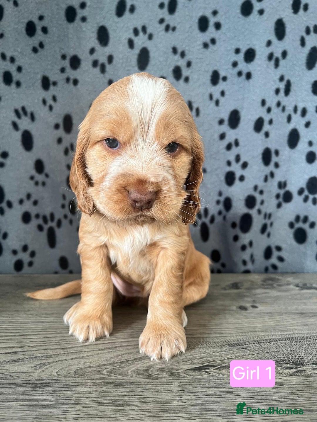 Cocker Spaniel dogs for sale: Beautiful KC Registered Cocker Spaniel Puppies  - Advert 8