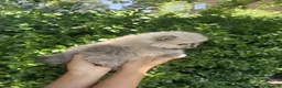 Pomeranian dogs for sale: Amazing toys pomeranian puppies  - Advert 20