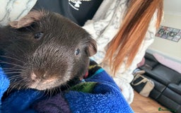 Guinea Pig rodents for sale: Male guinea pig  - Image 5