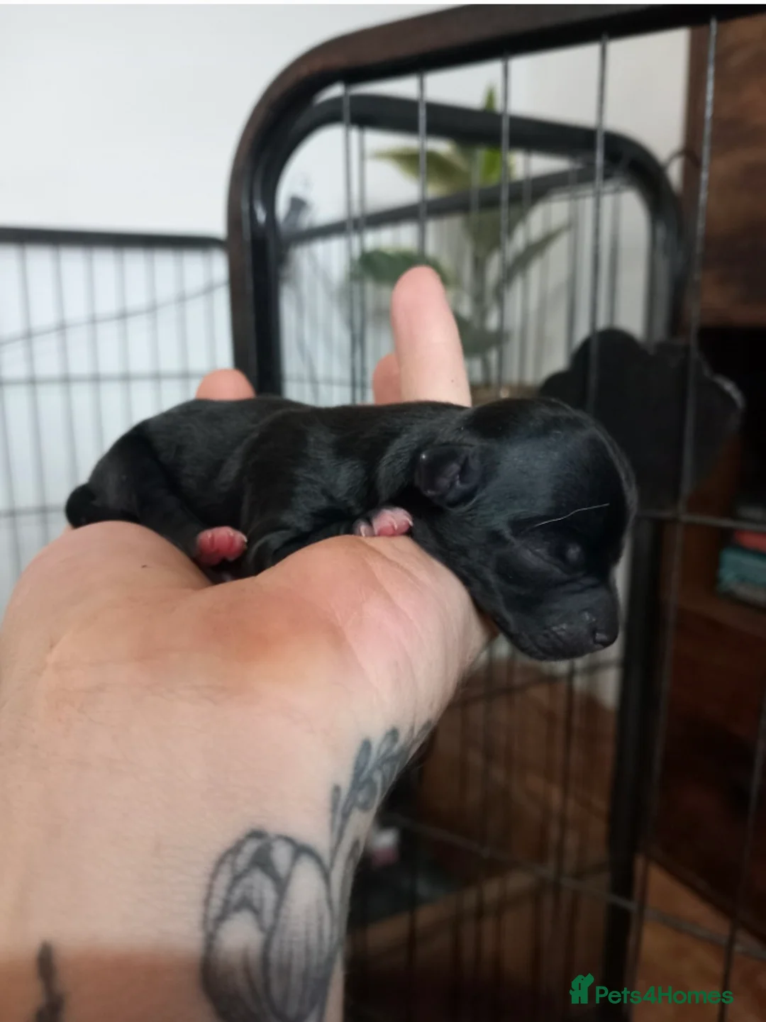 Chihuahua dogs for stud: Chico Chihuahua Russian Lines Champion Pedigree in Chester - Advert 15