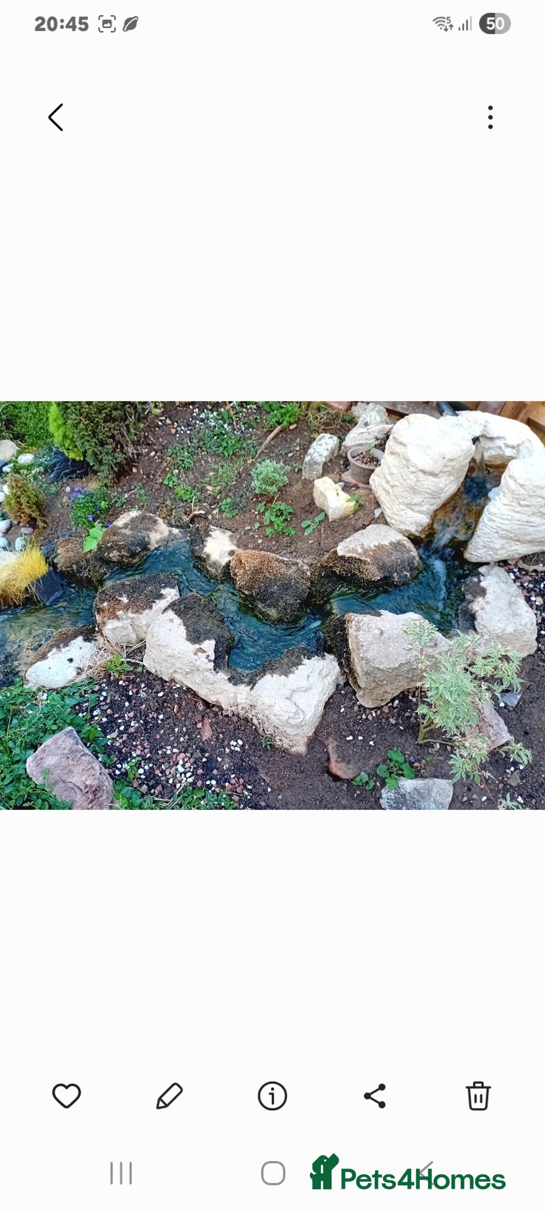 Koi Carp fish for sale: Koi carp and couple of goldfish job lot. - Image 8
