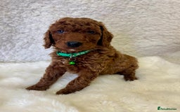 Goldendoodle dogs for sale: Outstanding Quality health tested Goldendoodles  - Image 12