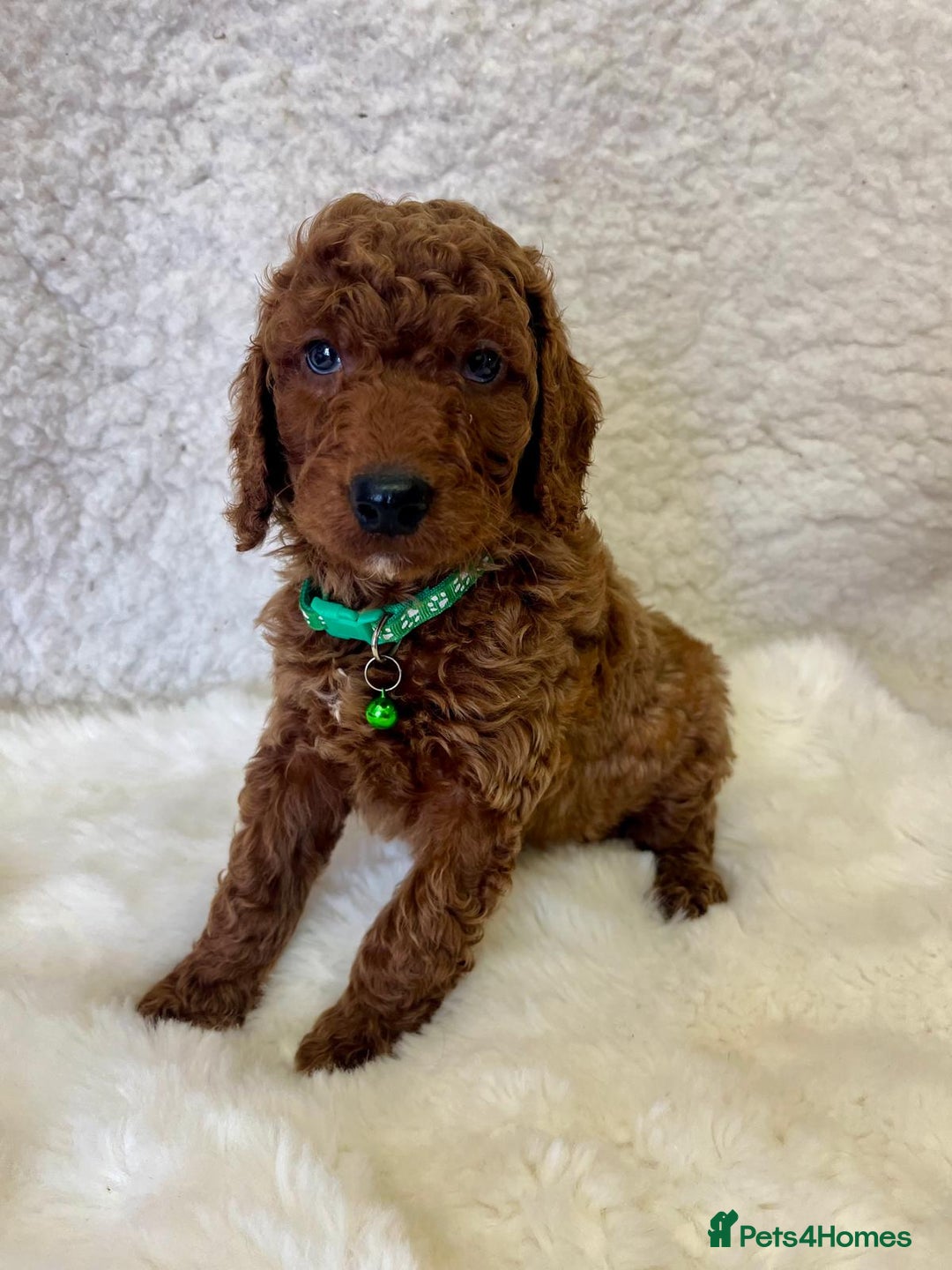 Goldendoodle dogs for sale: Outstanding Quality health tested Goldendoodles  - Image 12