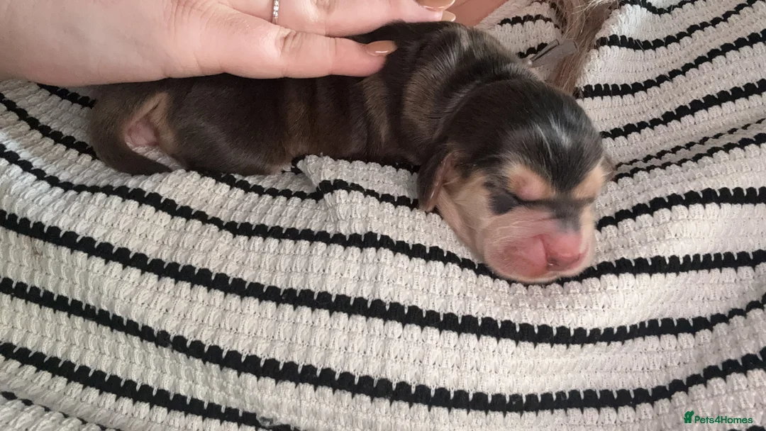 Cocker Spaniel dogs for sale: Rue's gorgeous cocker spaniels🖤 - Advert 9