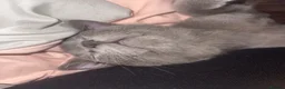 Mixed Breed cats for sale: Beautiful Blue British Short Hair X Kitten  - Advert 4