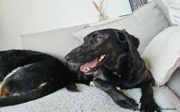 Mixed Breed dogs for adoption: 🐾Java sweet girl needs her forever home 🐾❤️ - Image 8
